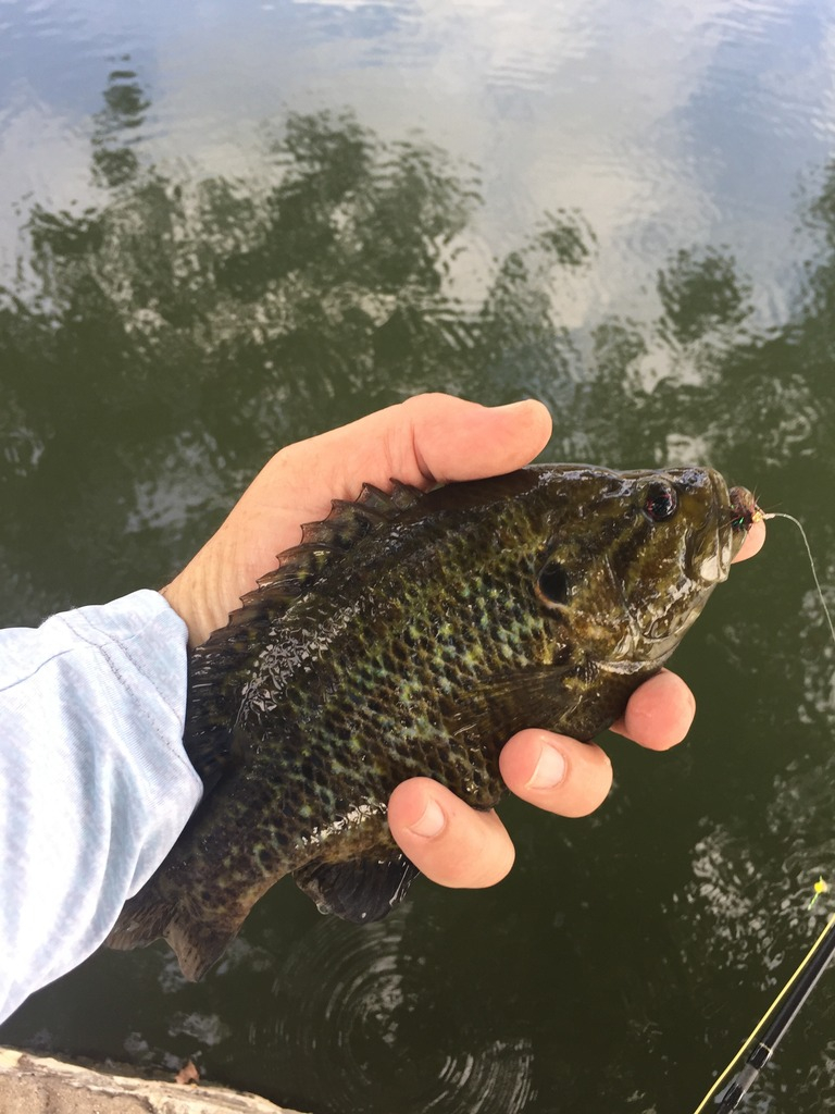 Ultralight Fly Fishing • Sulphur Creek, Lampasas Tx 3 July 2016